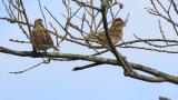 Perched Rustic Buntings