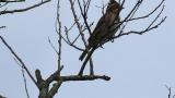 Perched Rustic Bunting, some preening
