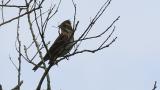 Perched Rustic Bunting