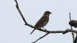 Perched Rustic Bunting
