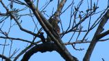 Perched Japanese Yellow Bunting