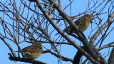 Perched Japanese Yellow Buntings