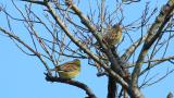 Perched Japanese Yellow Buntings