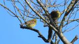 Perched Japanese Yellow Buntings, some preening and movement
