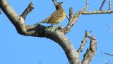Perched Japanese Yellow Bunting, some preening and movement