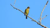 Perched Japanese Yellow Bunting