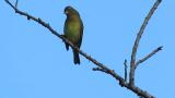 Perched Japanese Yellow Bunting