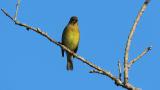 Perched Japanese Yellow Bunting