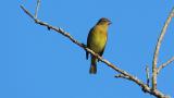 Perched Japanese Yellow Bunting took flight
