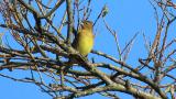 Perched Japanese Yellow Bunting