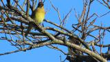 Perched Japanese Yellow Buntings