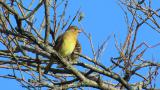 Perched Japanese Yellow Buntings, some preening
