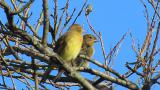 Perched Japanese Yellow Buntings, some preening