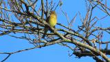 Perched Japanese Yellow Bunting