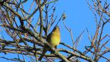 Perched Japanese Yellow Bunting