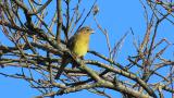 Perched Japanese Yellow Bunting