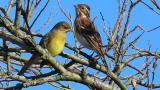 Perched Japanese Yellow Bunting and Rustic Bunting