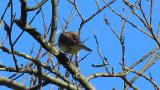 Perched Japanese Yellow Bunting