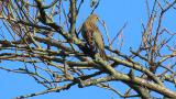 Perched Japanese Yellow Bunting