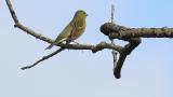 Perched Japanese Yellow Bunting