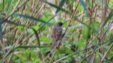 Black-faced Bunting in foraging ground