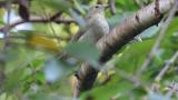 Female or juvenile Narcissus Flycatcher