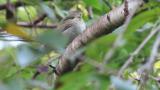 Female or juvenile Narcissus Flycatcher