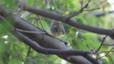 Female or juvenile Narcissus Flycatcher