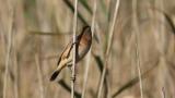 Stejneger's Stonechat perched on reed