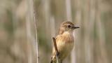 Stejneger's Stonechat took flight