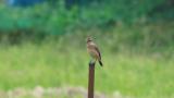 Perched Stejneger's Stonechat