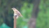 Perched Stejneger's Stonechat ate an insect