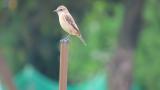 Perched Stejneger's Stonechat took flight