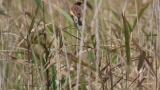 Stejneger's Stonechat perched against wind