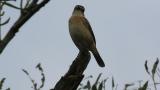 Perched Stejneger's Stonechat took flight