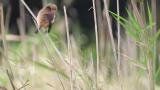 Stejneger's Stonechat perched against wind, preening