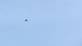 Soaring juvenile Japanese Sparrowhawk on migration