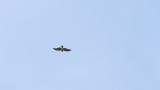 Gliding juvenile Japanese Sparrowhawk on migration