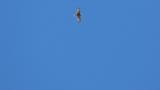 Soaring Grey-faced Buzzard on migration
