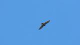 Soaring Grey-faced Buzzard on migration