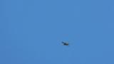 Soaring Grey-faced Buzzard on migration