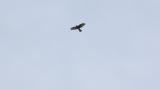 Soaring Grey-faced Buzzard