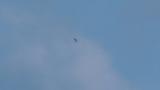 Soaring Oriental Stork
