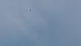 Soaring Oriental Stork