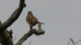 Perched Black-faced Bunting