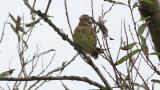 Perched Black-faced Bunting, scratching