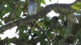 Perched Grey-streaked Flycatcher, took flight