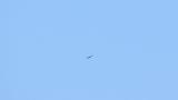 Soaring Crested Honey Buzzard on migration