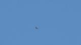Soaring Crested Honey Buzzard on migration