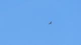 Soaring and gliding Crested Honey Buzzard on migration